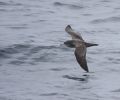Pink-footed Shearwater